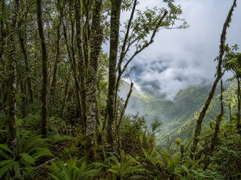 Wet upland rainforest inside Kōkeʻe State Park, a different island altogether from the dry canyon rim a few miles below